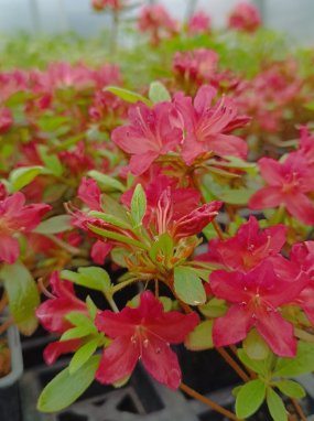 Azalka japonská 'Veltrusy' - Výška: 10-30 cm, Technologie: H9