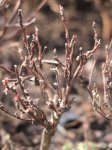 Physocarpus opulifolius 'Little Joker´ Tavola kalinolistá 'Little Joker' Nelen pro zelen rašící rostlina