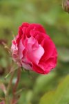 Růže polyanta červenobílá