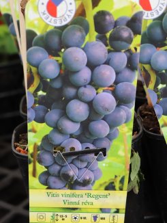 Vitis vinifera 'Regent' Vinná réva 'Regent' Nelen pro zelen etiketa Vitis vinifera 'Regent' Vinná réva 'Regent' Nelen pro zelen etiketa