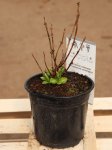 Hydrangea macrophylla ´Camilla´ Hortenzie velkolistá 'Camilla' Nelen pro zelen kont 1.5L