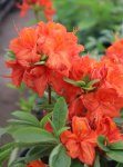 Azalea 'Feuerwerk' Azalka 'Feuerwerk' Nelen pro zelen květ