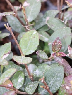 Jasmínovník vonný Nelen pro zelen Trachelospermum jasminoides list