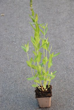 Kyprej vrbice 'Blush'