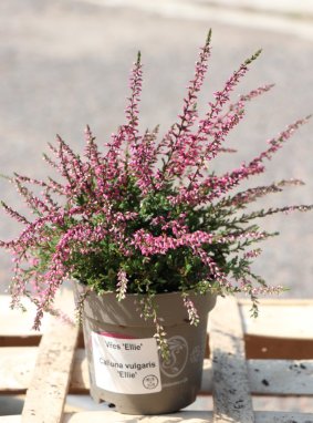 Calluna vulgaris 'Ellie' Vřes obecný 'Ellie' Nelen pro zelen ko12cm