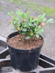 Rhododendron obtusum 'Rokoko´ Azalka japonská 'Rokoko' Nelen pro zelen kontej 1L