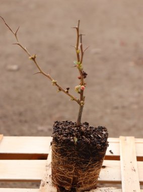 Chaenomeles x superba 'Crimson and Gold' Kdoulovec nádherný 'Crimson and Gold' sazenice QP