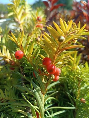Tis prostřední 'Hicksii' Nelen pro zelen Taxus x media 'Hicksii' plody