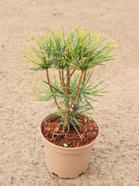 Sciadopitys verticillata Pajehličník přeslenitý Nelen pro zelen kontej 2L