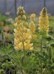 Lupinus polyphyllus 'Lupini Yellow' Lupina mnoholistá 'Lupini Yellow' Nelen pro zelen květy