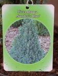 Picea glauca 'Sander´s Blue´ Smrk sivý zakrslý 'Sander's Blue' Nelen pro zelen etiketa