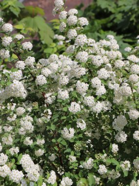 Spiraea x van houttei Tavolník van Houtteův Nelen pro zelen květy