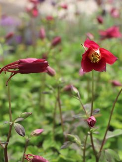 Aquilegia caer. 'Kirigami Red and White' Orlíček 'Kirigami Red and White' Nelen pro zelen květ a poupě Aquilegia caer. 'Kirigami Red and White' Orlíček 'Kirigami Red and White' Nelen pro zelen květ a poupě