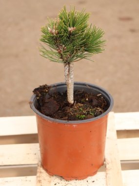 Pinus leucodermis 'Karmel' Borovice bělokorá 'Karmel' Nelen pro zelen kont 1.5L