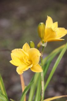 Denivka Nelen pro zelen Hemerocallis květ