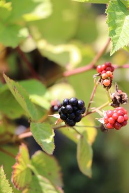 Ostružník Nelen pro zelen Rubus fruticosus plody