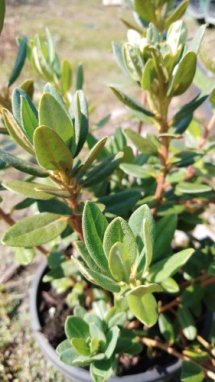 Rododendron 'Ramapo' - Výška: 10-30 cm, Technologie: Ko1l