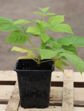 Rubus idaeus 'Clarita' Maliník 'Clarita' Nelen pro zelen h9x9