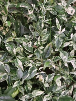 Nandina domestica 'Twilight´® Nandina domácí 'Twilight' ® Nelen pro zelen listy Nandina domestica 'Twilight´® Nandina domácí 'Twilight' ® Nelen pro zelen listy