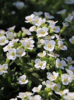 Arabis cauc. 'Little Treasure White' Huseník 'Little Treasure White' Nelen pro zelen květy Arabis cauc. 'Little Treasure White' Huseník 'Little Treasure White' Nelen pro zelen květy
