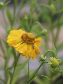 Záplevák 'Septembergold' Helenium 'Septembergold' Nelen pro zelen květ Záplevák 'Septembergold' Helenium 'Septembergold' Nelen pro zelen květ