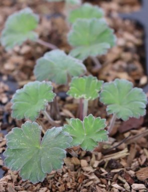Geranium ´Coombland White´ Kakost 'Coombland White' Nelen pro zelen listy