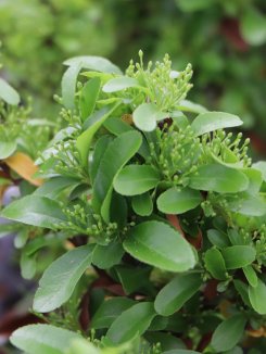 Pyracantha coccinea 'Saphyr® Orange´ Hlohyně šarlatová 'Saphyr ® Orange' Nelen pro zelen poupata a listy Pyracantha coccinea 'Saphyr® Orange´ Hlohyně šarlatová 'Saphyr ® Orange' Nelen pro zelen poupata a listy