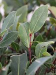 Laurus nobilis Vavřín vznešený Nelen pro zelen listy