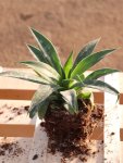 Mangave ´Lavender Lady´ Mangave 'Lavender Lady' Nelen pro zelen sazenice QP