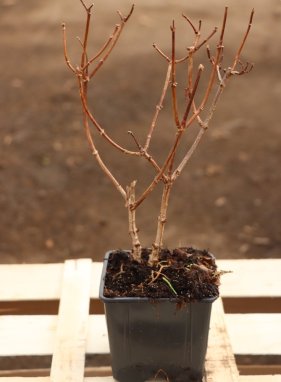 Hortenzie latnatá 'Vanille Fraise' - Výška: 10-30 cm, Technologie: Ko1l
