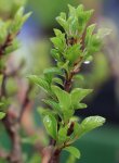 Rhamnus pumila Řešetlák nízký Nelen pro zelen rašící