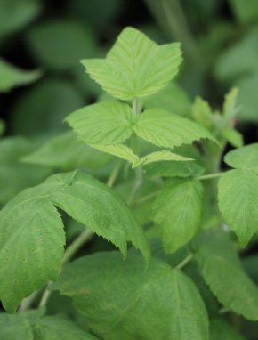 Rubus idaeus Golden Everest Maliník Golden Everest Nelen pro zelen list