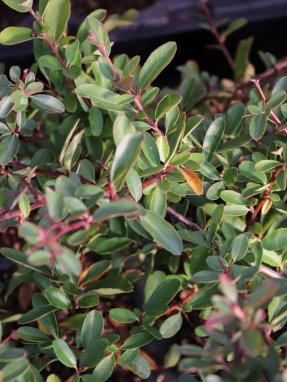 Pyracantha coccinea 'Saphyr® Jaune´ Hlohyně šarlatová 'Saphyr® Jaune' Nelen pro zelen listy