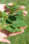 Javor mléč Nelen pro zelen Acer platanoides list