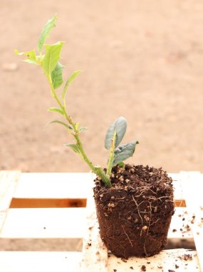Ilex mutchagara ´Nellie R. Stevens´ Cesmína 'Nellie R. Stevens' Nelen pro zelen sazenice QP