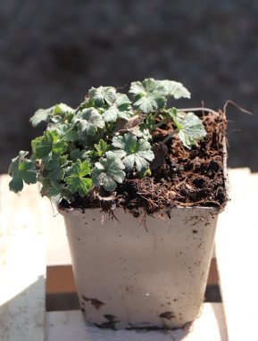 Geranium riversleaianum 'Mavis Simpson' Kakost 'Mavis Simpson' Nelen pro zelen sazenice h9x9