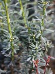 Tis prostřední Nelen pro zelen Taxus x media rostlina