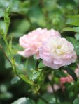 Rosa 'The Fairy' Růže 'The Fairy' Nelen pro zelen detail květy