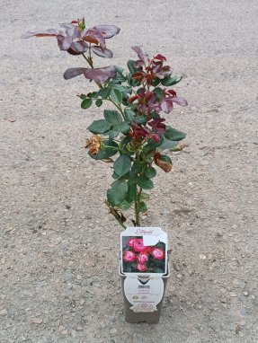 Rosa 'Pompeji' Růže 'Pompeji' Nelen pro zelen sazenice
