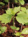 Hibiscus hybride ´Raijin´® Ibišek 'Raijin' ® Nelen pro zelen obrážející listy