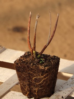 Hibiscus hybride ´Raijin´® Ibišek 'Raijin' ® Nelen pro zelen sazenice QP