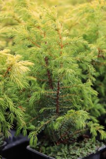 Jalovec obecný Nelen pro zelen Juniperus communis jehličí