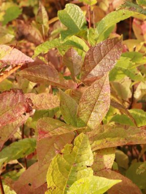 Prunus padus Střemcha obecná Nelen pro zelen listy
