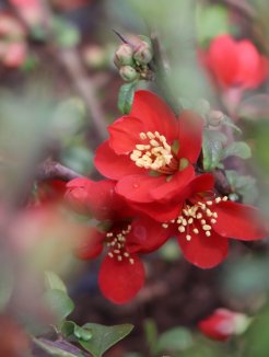 Chaenomeles x superba 'Crimson and Gold´ Kdoulovec nádherný 'Crimson and Gold' Nelen pro zelen květy Chaenomeles x superba 'Crimson and Gold´ Kdoulovec nádherný 'Crimson and Gold' Nelen pro zelen květy