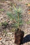 Borovice vejmutovka Nelen pro zelen Pinus strobus rostlina