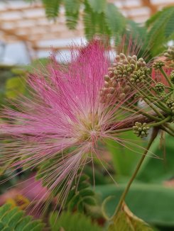 Albízie růžová ´Ombrella´ Nelen pro zelen Albizia julibrissin ´Ombrella´ květ detail