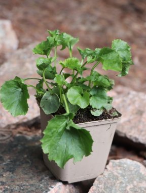 Campanula poscharskyana Zvonek Poscharkův Nelen pro zelen k9