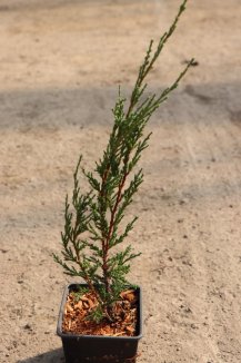 Jalovec skalní Nelen pro zelen Juniperus scopulorum jehličí