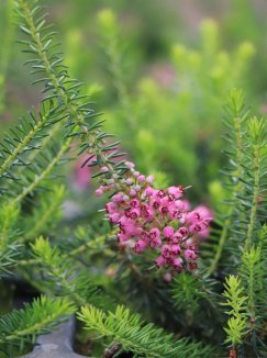 Erica vagans 'St. Keverne' Vřesovec těkavý 'St. Keverne' Nelen pro zelen květy Erica vagans 'St. Keverne' Vřesovec těkavý 'St. Keverne' Nelen pro zelen květy