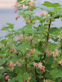 Ribes sanguineum Meruzalka krvavá Nelen pro zelen kvetoucí keř Ribes sanguineum Meruzalka krvavá Nelen pro zelen kvetoucí keř